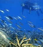 Great Barrier Reef Snorkelling Cruise