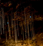 Gold Coast Glow Worm Caves