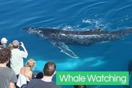 Gold Coast Whale Watching