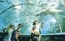 Manly SEA LIFE Sanctuary