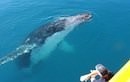 Afternoon Hervey Bay Whale Watching Cruise
