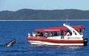 Adventure Whale Watching Hervey Bay