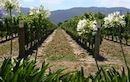 Gold Coast Winery Tours