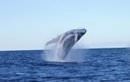 Sydney Whale Watching