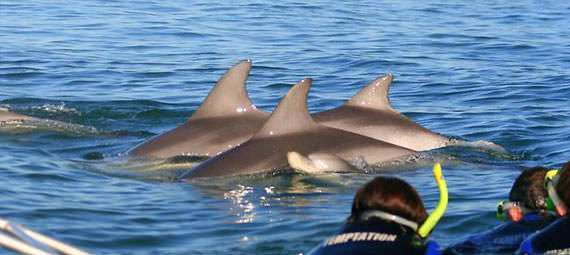 Swim with Dolphins Perth