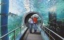 Melbourne Attractions Pass