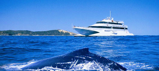 Tangalooma Island Whale Watching