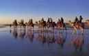 Broome Camel Tour