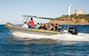 Moolooaba Dolphin Cruise