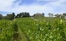 Coal River Valley Winery Tour