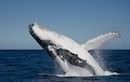 Hervey Bay Whale Watching Tour from Sunshine Coast