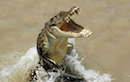 Jumping Crocodiles Cruise on the Adelaide River