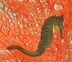 Seahorse World Launceston