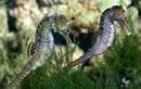 Seahorse World