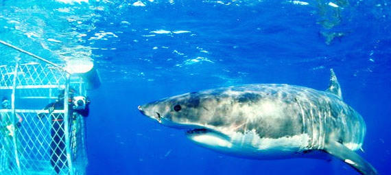 Shark Cage Diving South Australia