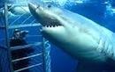Adelaide Shark Diving