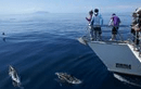 Whale and Dolphin Safari in Auckland