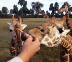 West Coast Wildlife Centre