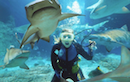 Shark Adventures at Kelly Tarltons SEA LIFE Aquarium