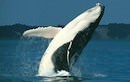 Hervey Bay Whale Watching Cruise