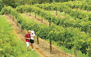 Sunshine Coast Winery Tour