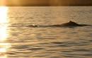 Exmouth Gulf Sunset Whale Watching Cruise