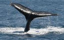 Dunsborough Whale Watching