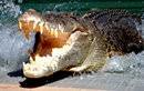 Darwin Crocodile Feeding and Half Day Guided Tour