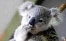 Lone Pine Koala Sanctuary Brisbane