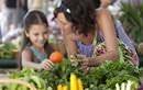 Sunshine Coast Sightseeing Tours