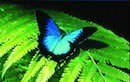 Australian Butterfly Sanctuary Cairns