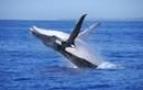 Sunshine Coast Whale Watching