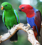 The Wildlife Habitat Port Douglas 17697