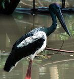 The Wildlife Habitat Port Douglas 17698