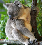 The Wildlife Habitat Port Douglas 17699