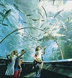 Manly SEA LIFE Sanctuary General Admission 3675