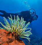 Great Barrier Reef 3 Day Tour departing from the Gold Coast 5999