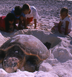 Great Barrier Reef 3 Day Tour departing from the Gold Coast 6000