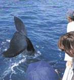 Whale Watching Tour 3861