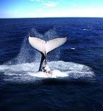 Whale Watching Tour 5691