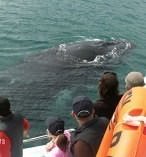 Full Day Whale Watch Tour including Buffet Lunch 4648