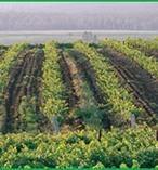 Hunter Vintage Winetasters 4782