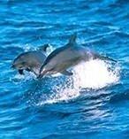 Port Stephens Dolphin Watcher
