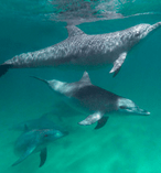 Swim with Wild Dolphins 8009