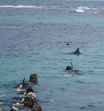 Swim with Wild Dolphins 8011