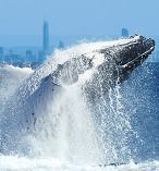 2pm Whale Watch