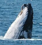 2pm Whale Watch PLUS Sea World Entry