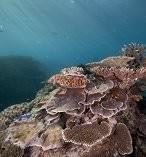 Great Barrier Reef Day Tour from the Gold Coast 9554
