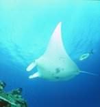 Great Barrier Reef Day Tour from the Gold Coast 9555
