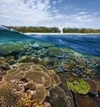 Great Barrier Reef Day Tour from the Gold Coast 9559